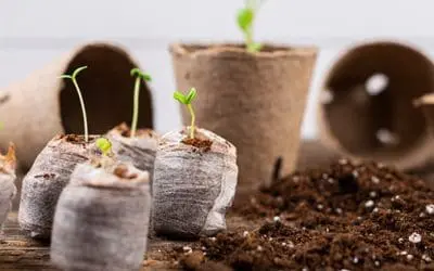 DIY Seed Starter Pots