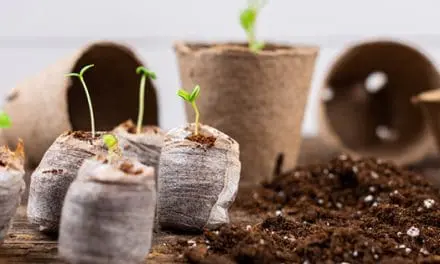 DIY Seed Starter Pots