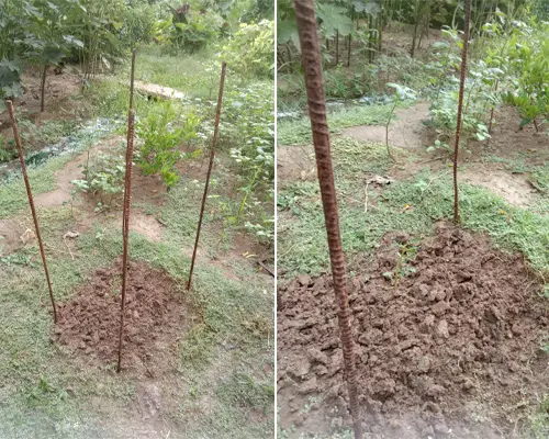 DIY Tomato Cage - step 4