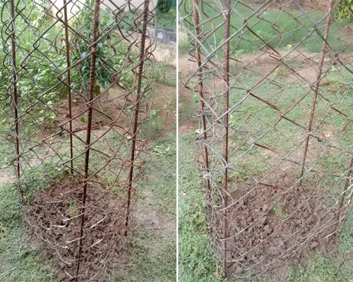 DIY Tomato Cage - step 5