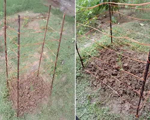 DIY Tomato Cage - step 6