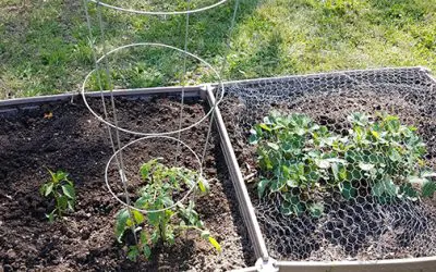 DIY Tomato Cage