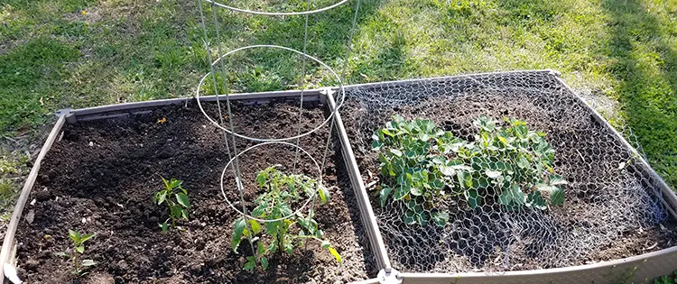 DIY Tomato Cage