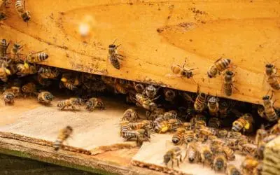 What Happens If You Place A Beehive In Your Backyard