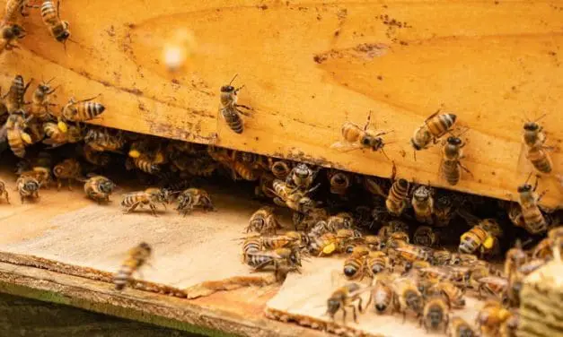 What Happens If You Place A Beehive In Your Backyard