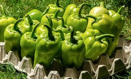 Foods You’ve Been Storing Wrong Your Whole Life