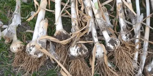 How To Make Pickled Garlic (And Why You Should Do It) - step 2