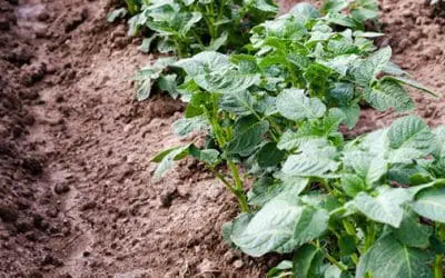 35+ Best Plants For Your Clay Soil