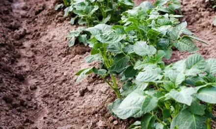 35+ Best Plants For Your Clay Soil