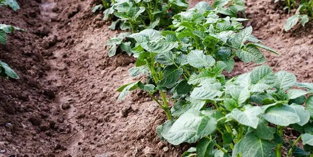 35+ Best Plants For Your Clay Soil