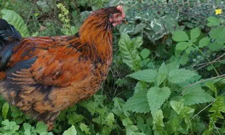 These 9 Common Garden Plants Are Toxic To Chickens