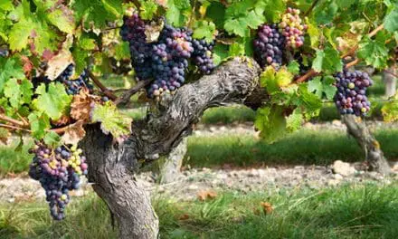 How To Sprout Seeds To Have Fruit Trees