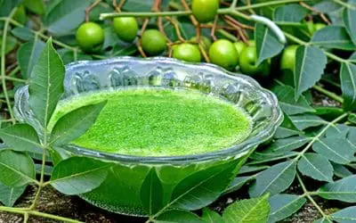 How To Use Toothpaste For Your Garden