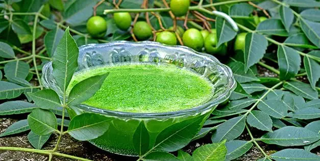 How To Use Toothpaste For Your Garden