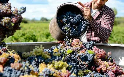 How to Make the Most of Harvest Time During the Food Crisis