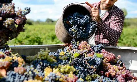 How to Make the Most of Harvest Time During the Food Crisis