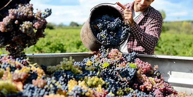 How to Make the Most of Harvest Time During the Food Crisis