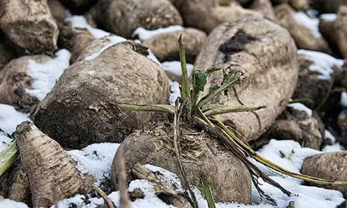 Plant in Fall to Harvest in Winter
