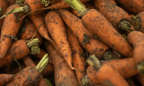 Plant in Fall to Harvest in Winter