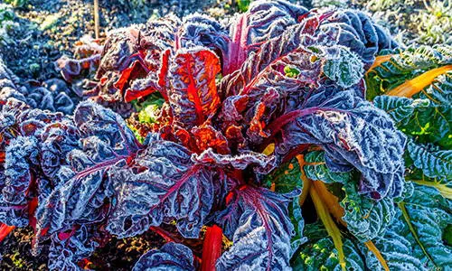 Plant in Fall to Harvest in Winter