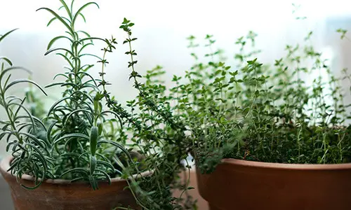 Plant in Fall to Harvest in Winter