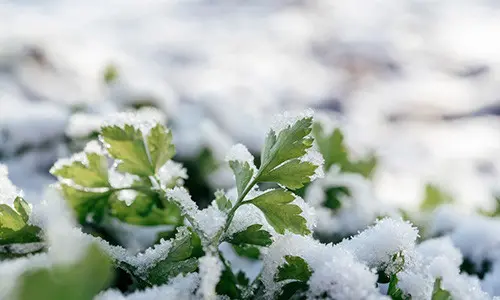 Plant in Fall to Harvest in Winter