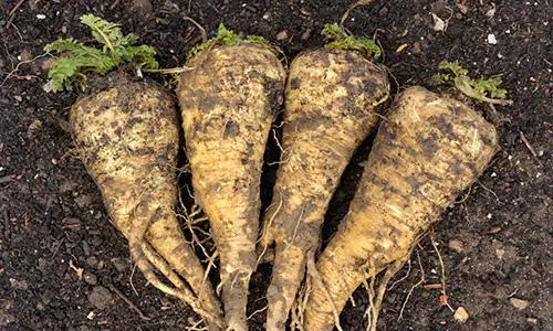 Plant in Fall to Harvest in Winter