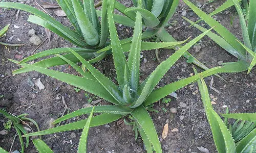 amish medicinal garden