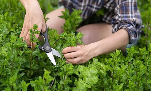 amish medicinal garden