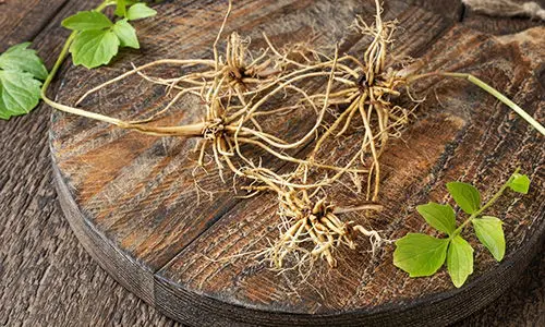 amish medicinal garden