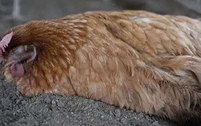 Recognizing And Treating Common Chicken Diseases