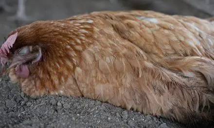 Recognizing And Treating Common Chicken Diseases