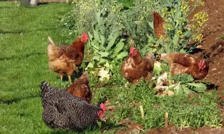 Chicken Friendly Plants To Have In Your Homestead