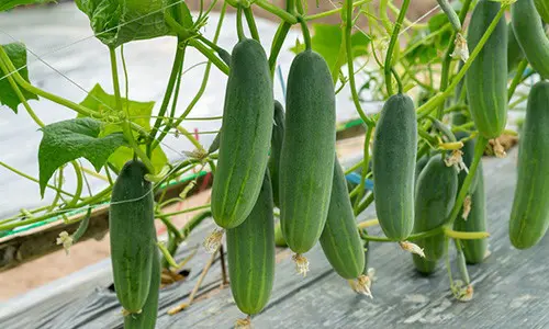 harvest seeds from plants