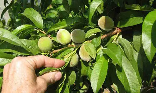harvest seeds from plants