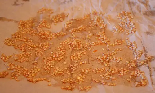 harvest seeds from plants