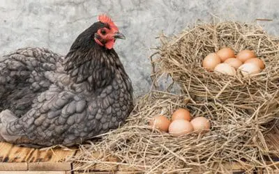Top 6 Best Egg-Laying Chicken Breeds