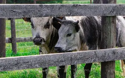 How To Raise Mini Cows For Prepping And SHTF