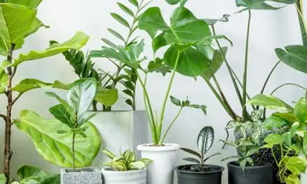 10 Houseplants That Purify Your Air