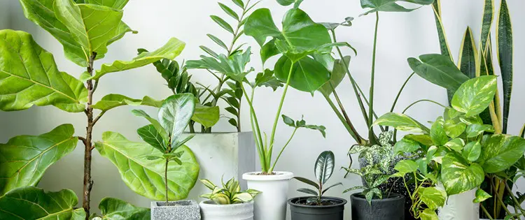 10 Houseplants That Purify Your Air