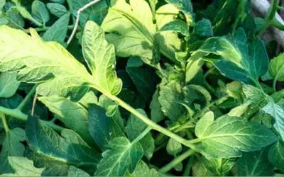 Ingenious Uses For Tomato Leaves You Never Thought Of