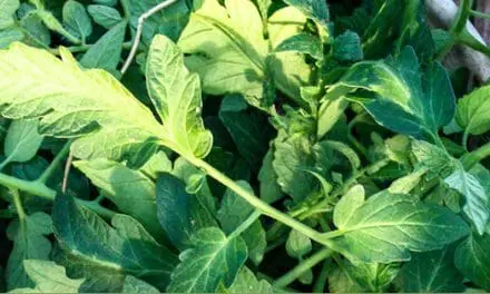 Ingenious Uses For Tomato Leaves You Never Thought Of