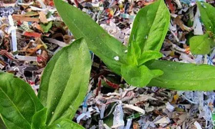 Stop Throwing Away Old Newspapers. Do This Instead