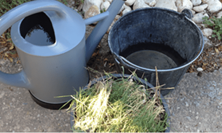 Weed Tea – Turning Unwanted Plants Into Fertilizer