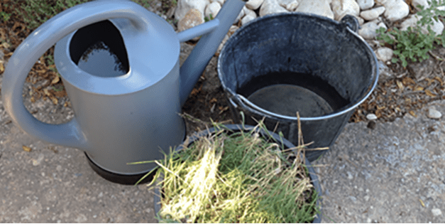 Weed Tea – Turning Unwanted Plants Into Fertilizer