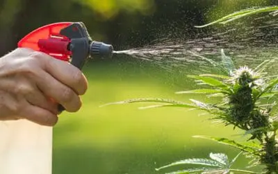 Easy DIY Garden Pest Killer You Can Make At Home