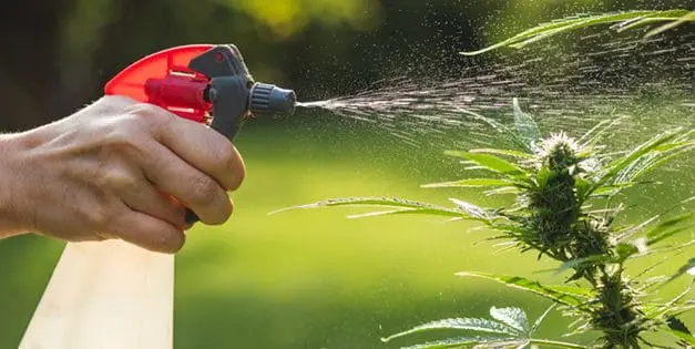 Easy DIY Garden Pest Killer You Can Make At Home