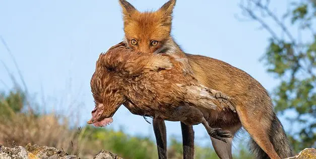 Most Vicious Chicken Predators