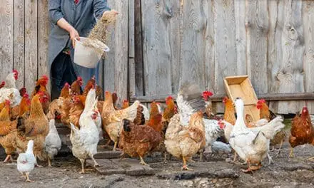 The Best Chicken Breeds for Your Homestead