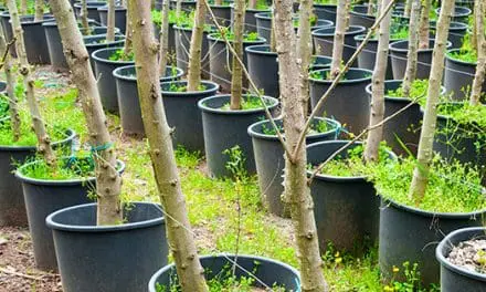 The Best Fruit Trees to Grow in Five Gallon Buckets